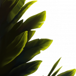 05_extra_leaves_silverbackgold.png thumbnail